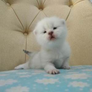 红面罩黑丝袜少妇太爽了
